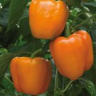 Coral Bell Pepper Seeds Sweet