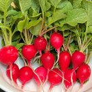 Early Scarlet Globe Radish Seeds