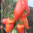 Hogsheart Paste Tomato Seeds