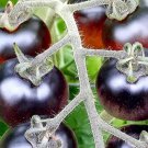 Indigo Cherry Drop Tomato Seeds