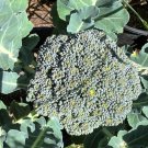 De Cicco Broccoli Seeds