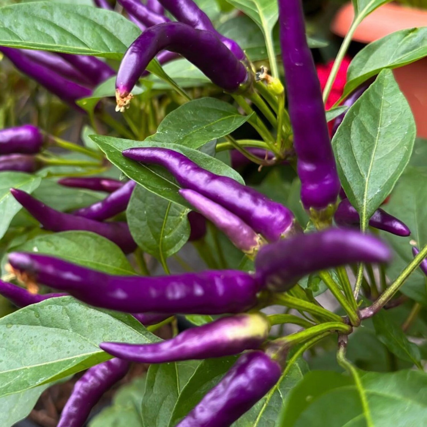 Buena Mulata Pepper Seeds Hot Organic