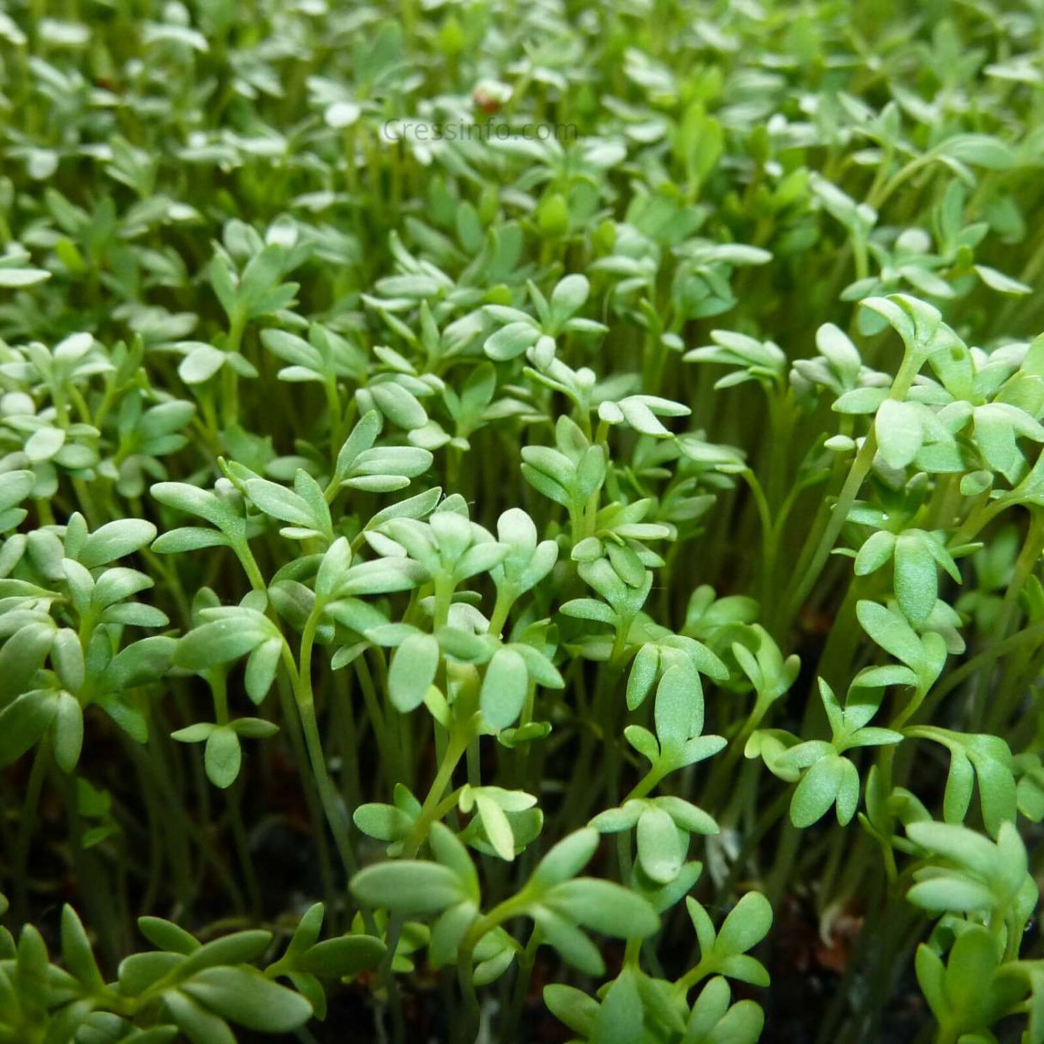 Cur Cress Seeds