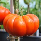 Cuostralee Tomato Seeds