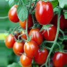 Crovarese Tomato Seeds