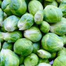 Catskill Brussels Sprout Seeds Organic