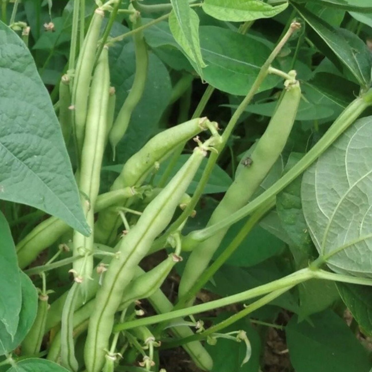 Provider Green Bush Bean Seeds
