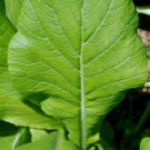 Komatsuna Japanese Mustard Seeds