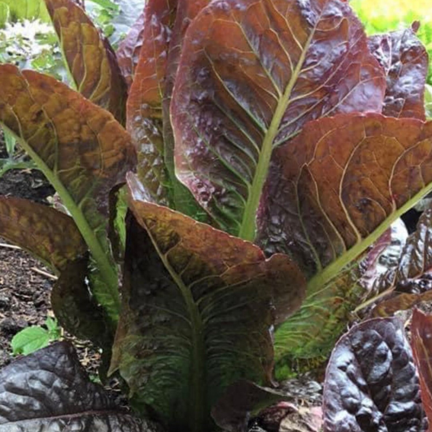 Super Red Romaine Lettuce Seeds