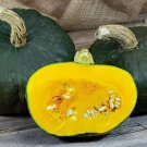 Burgess Buttercup Winter Squash Seeds Organic