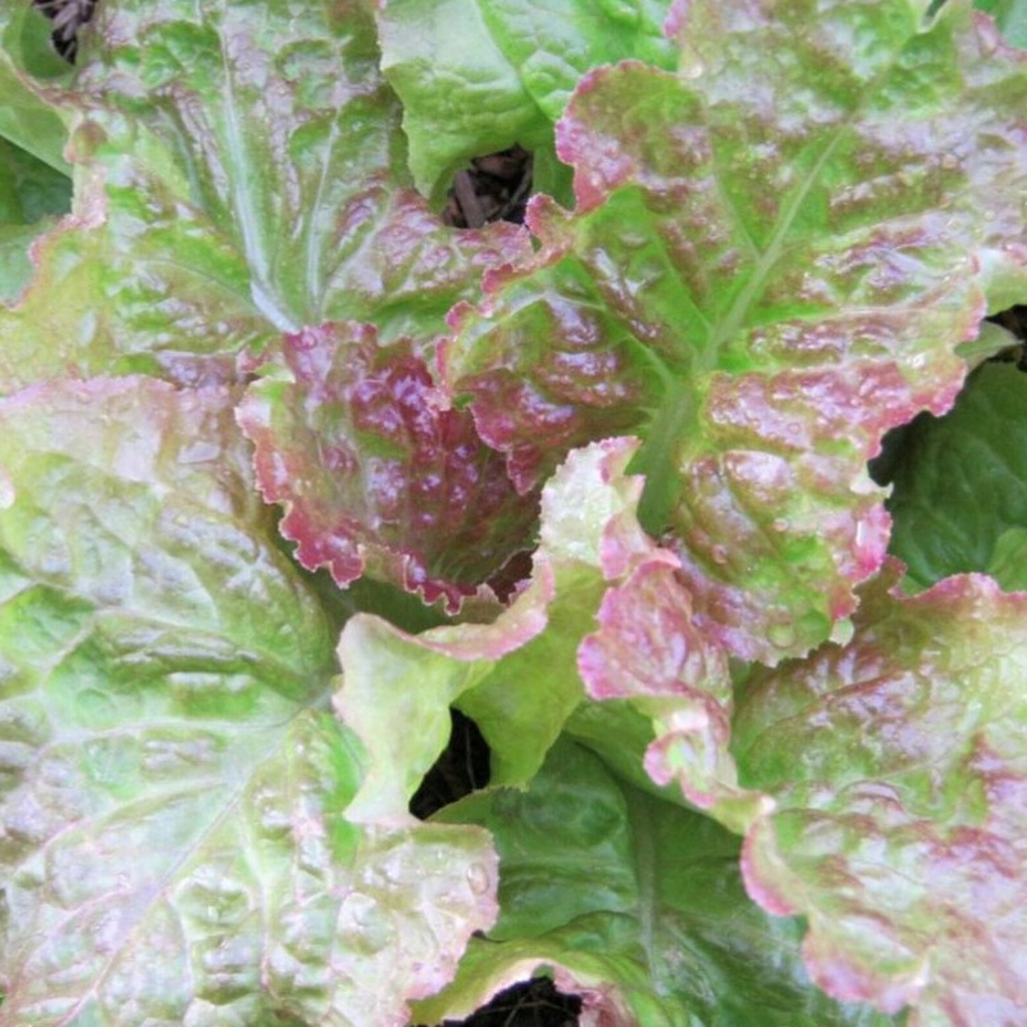 Prizehead Leaf Lettuce Seeds Organic