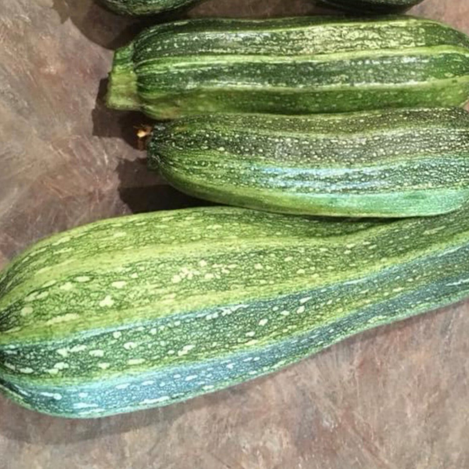 Costata Romanesco Zucchini Seeds