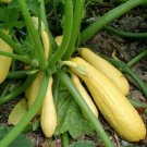 Early Prolific Straightneck Summer Squash Seeds