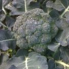 Calabrese Green Sprouting Broccoli Seeds Organic