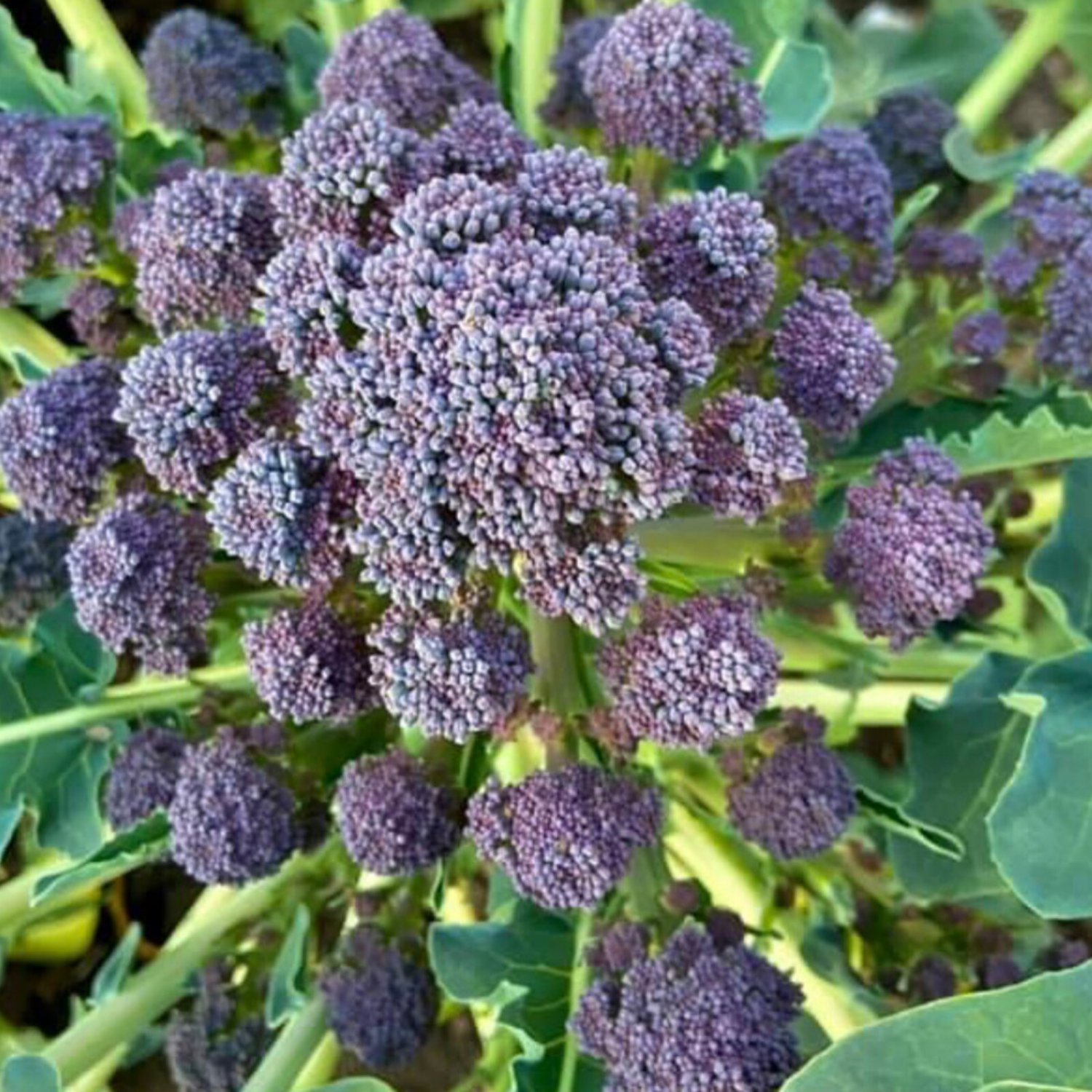Purple Sprouting Broccoli Seeds