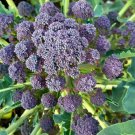 Purple Sprouting Broccoli Seeds