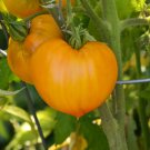 Orange Strawberry Tomato Seeds