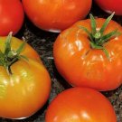 Creole Tomato Seeds