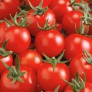 Fox Cherry Tomato Seeds Organic
