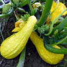 Crookneck Summer Squash Seeds Organic