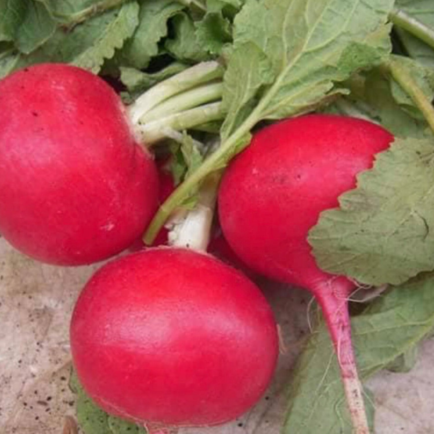 Crimson Giant Radish Seeds