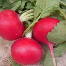 Crimson Giant Radish Seeds