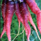 Cosmic Purple Carrot Seeds Organic
