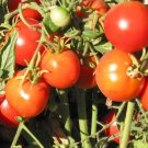 Glacier Tomato Seeds