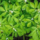 Fenugreek Seeds Herb