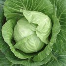 Copenhagen Market Early Cabbage Seeds Organic