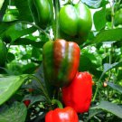 California Wonder 300 Pepper Seeds Organic
