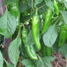 Anaheim Chile Pepper Seeds Hot Organic