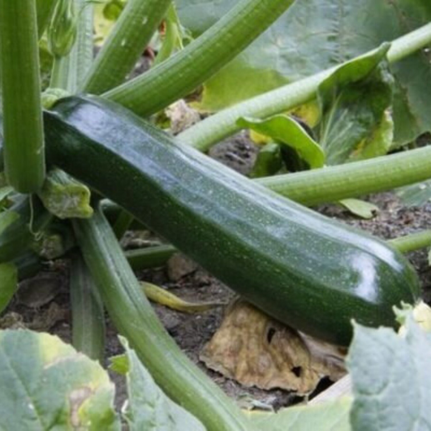 Black Beauty Zucchini Seeds Organic