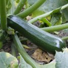 Black Beauty Zucchini Seeds Organic