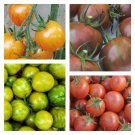 Bumble Bee Tomato Collection Organic Seeds