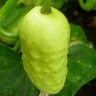 Boothby'S Blonde Cucumber Seeds Organic