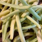 Cherokee Wax Yellow Bean Seeds Organic