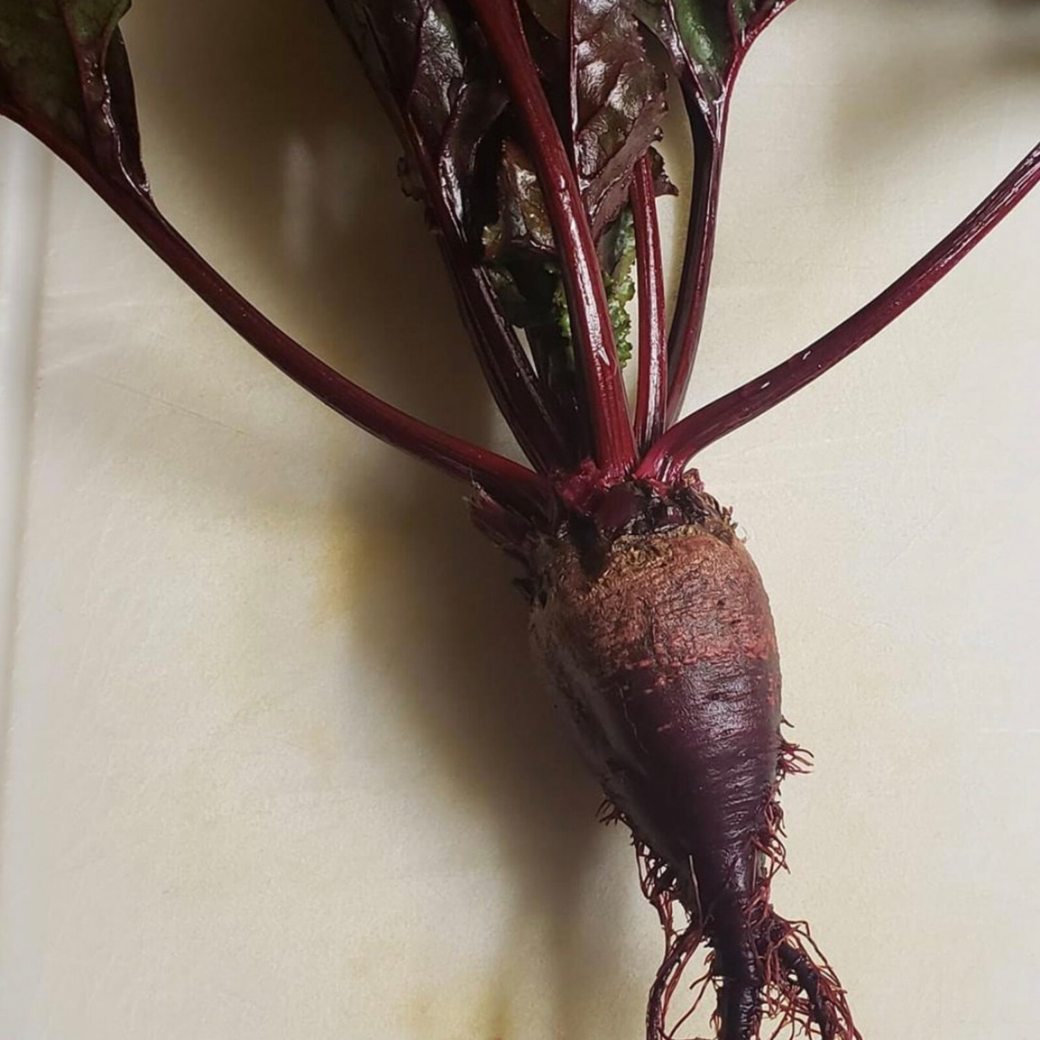 Bull'S Blood Beet Seeds Organic
