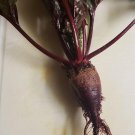 Bull'S Blood Beet Seeds Organic
