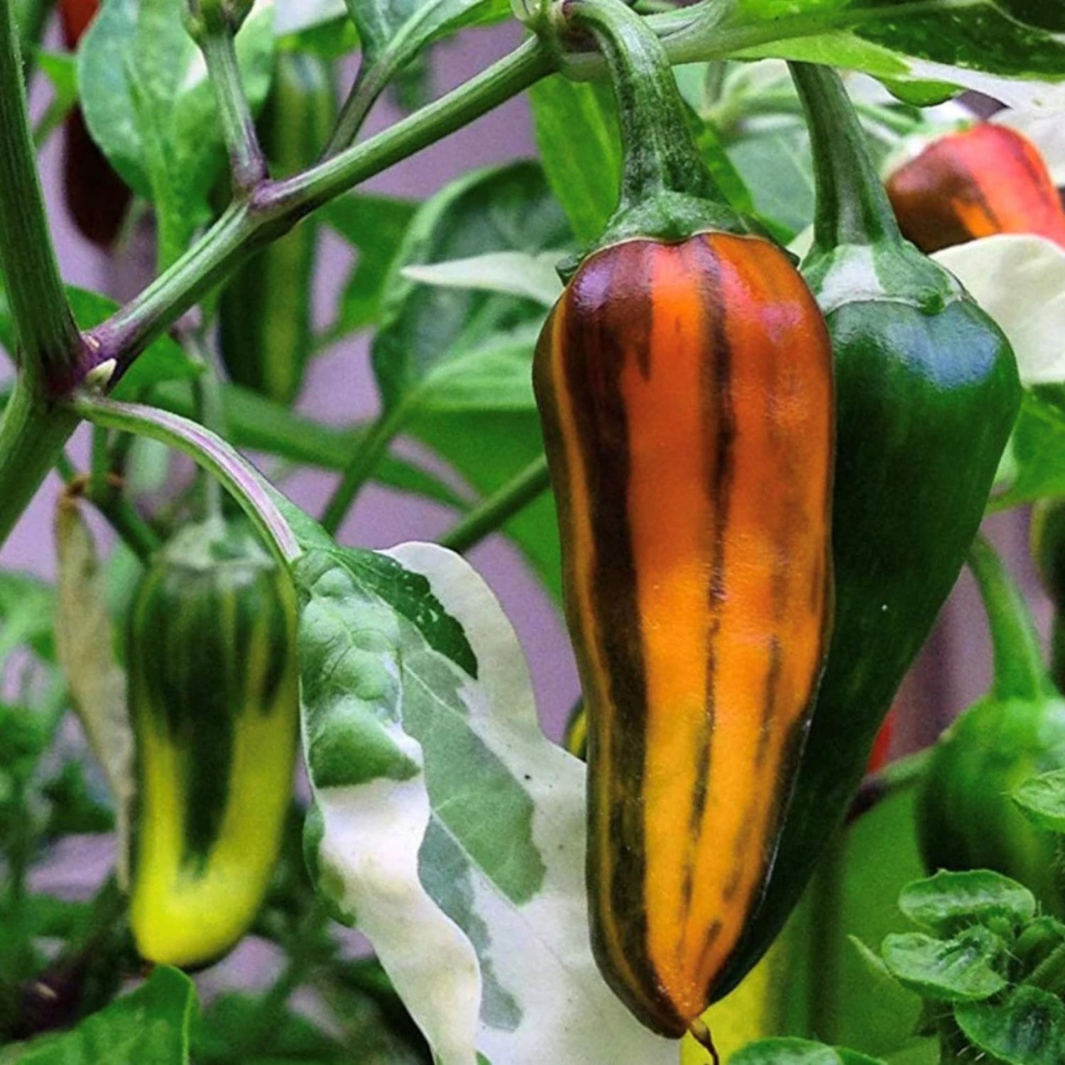 Fish Pepper Seeds Hot