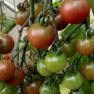 Rosella Tomato Seeds