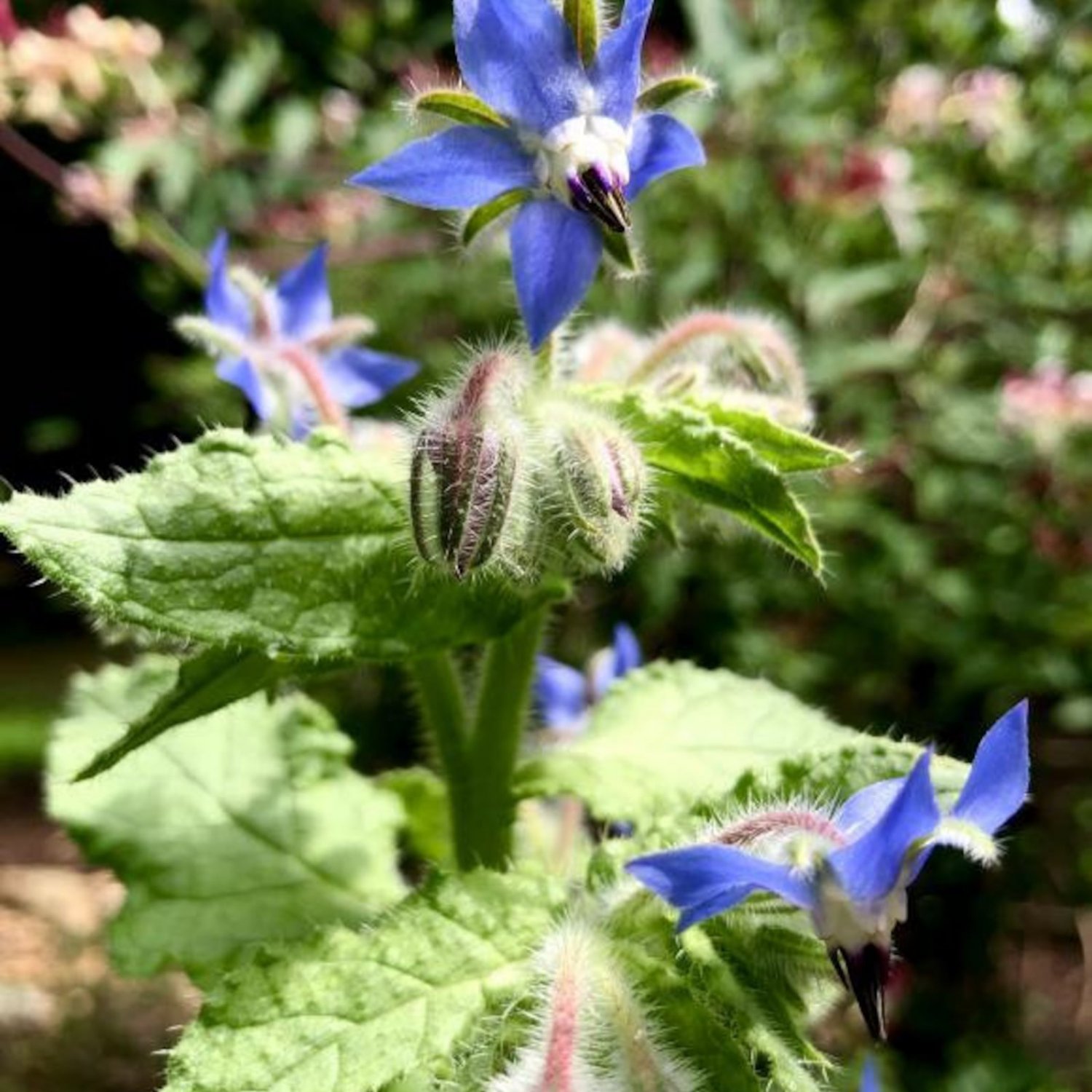 Borage Seeds