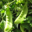 Oregon Giant Snow Pea Seeds Organic