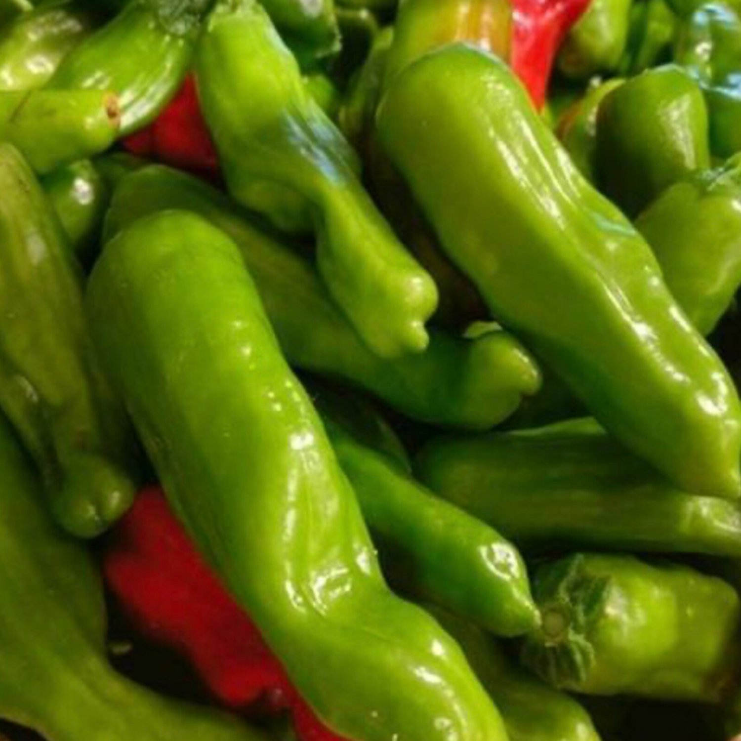 Italian Pepperoncini Pepper Seeds Organic