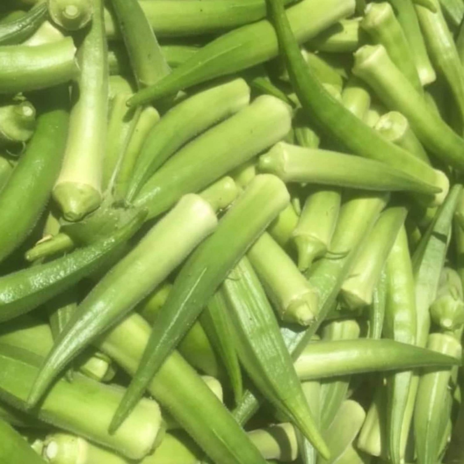 Emerald Okra Seeds