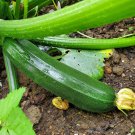 Dark Green Zucchini Seeds