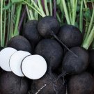 Black Spanish Round Radish Seeds Organic