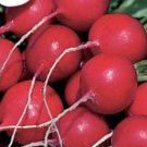 German Giant Radish Seeds