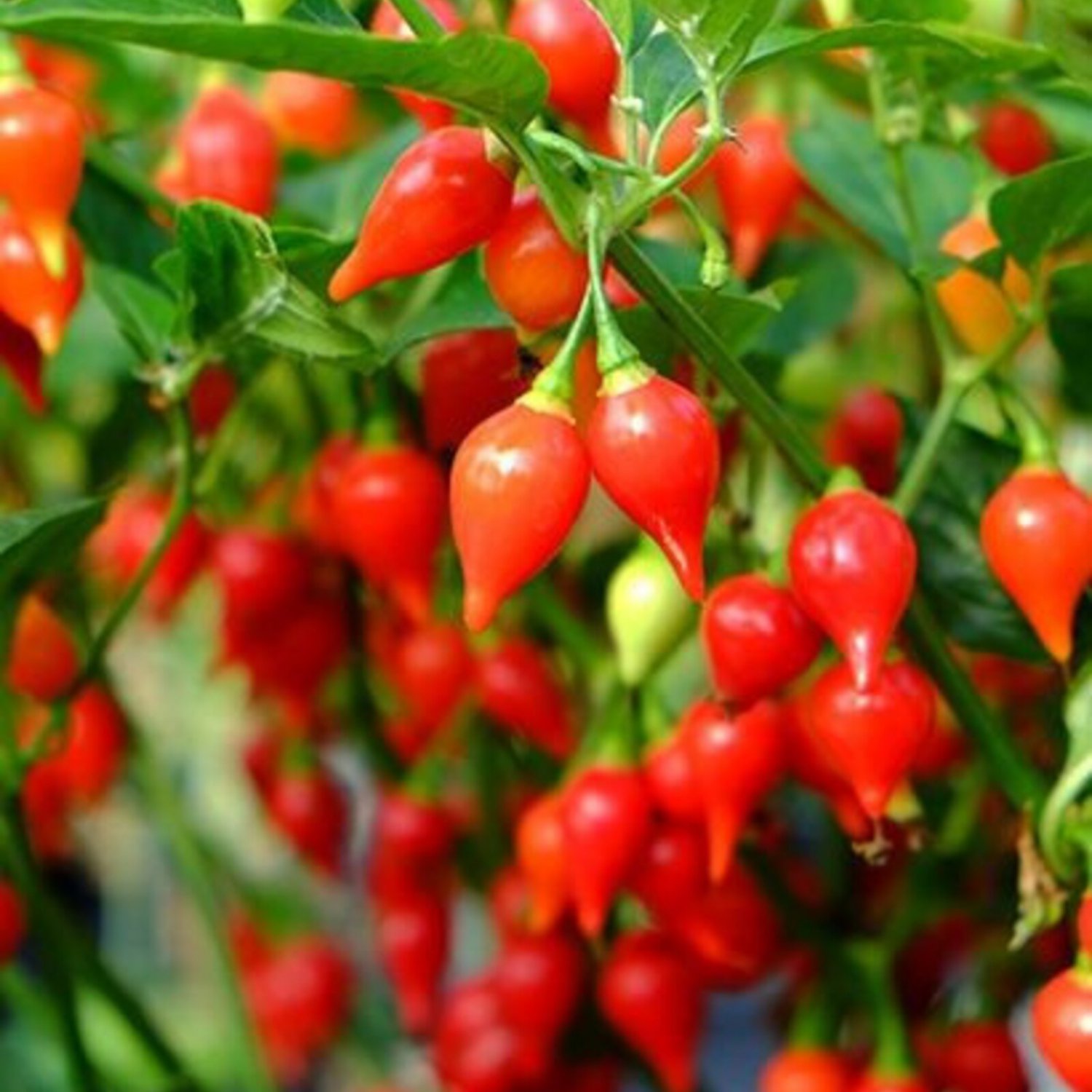 Biquinho Red Pepper Seeds Hot