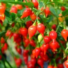 Biquinho Red Pepper Seeds Hot